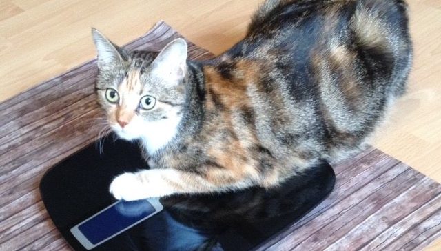 Test: Körperanalysewaage BA 1600 Fitvigo von ADE