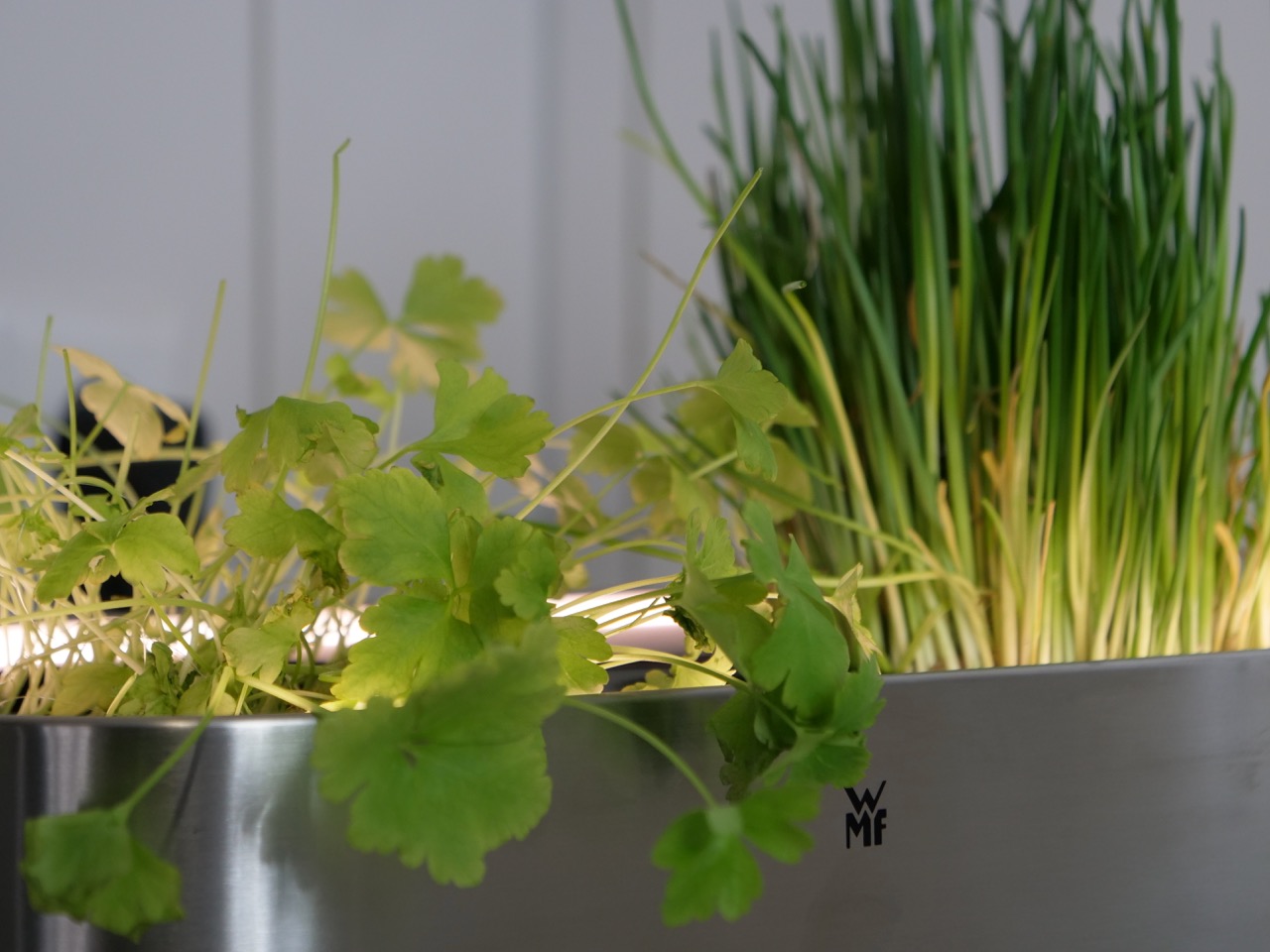 WMF AMBIENT Kräuter @home