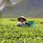 Eine Teepfückerin auf Java, Indonesien. Fotos: Deutscher Teeverband