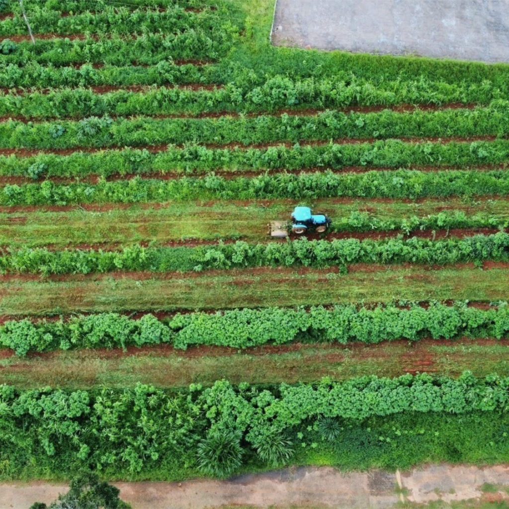 Ein Traktor bei der Arbeit auf der Plantage im Bundestaat Minas Gerais. 