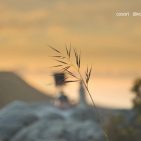 Titelfolie der Keynote von VeSync auf der IFA 2025