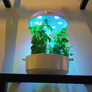 IFA 2018 Bosch Smart Grow Halle 3.1 IFA 2018 Bosch Smart Grow Halle 3.1